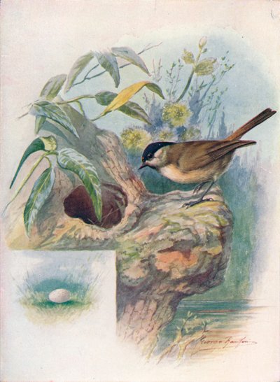 Glanskop - Parus palustris, c1910, 1910 door George James Rankin