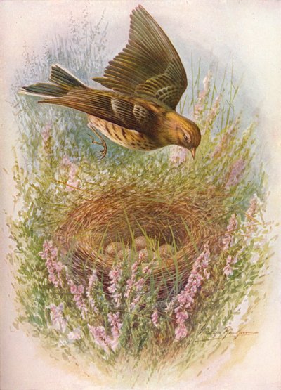 Graspieper - Anthus pratensis, ca. 1910 door George James Rankin