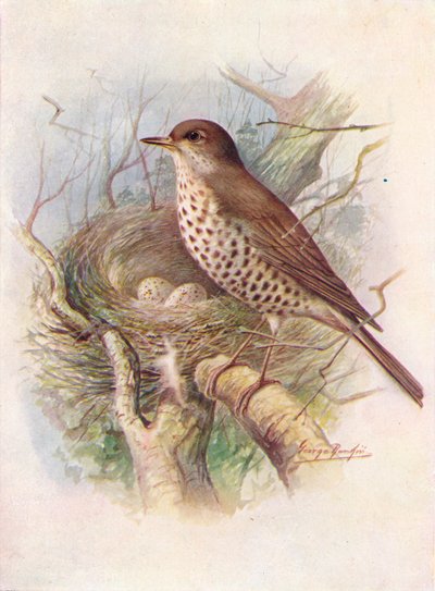 Lijster - Turdus viscivorus, ca. 1910 door George James Rankin