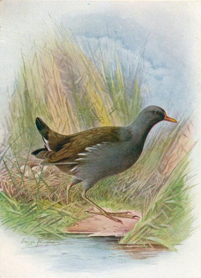 Waterhoen - Gallinula chloropus, ca. 1910 door George James Rankin