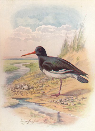 Scholekster - Haematopus ostralegus, c1910, 1910 door George James Rankin