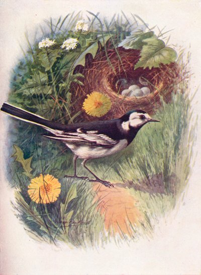 Witte kwikstaart - Motacilla lugubris door George James Rankin