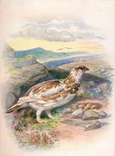 Sneeuwhoen - Lagopus mutus, ca. 1910 door George James Rankin