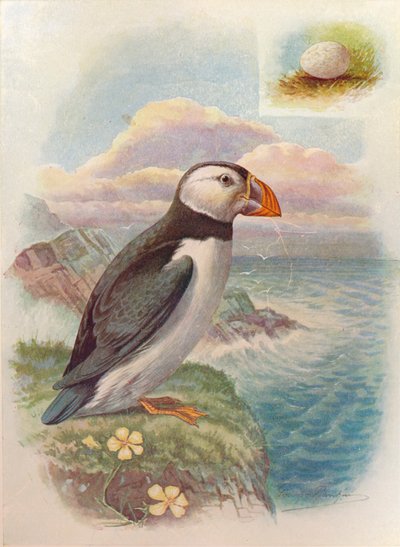 Papegaaiduiker - Fratercula arctica, c1910 door George James Rankin