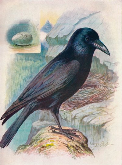 Raaf - Corvus corax, c1910 door George James Rankin
