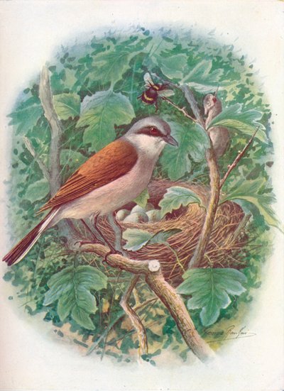 Roodrugklauwier - Lanius collurio, ca. 1910, 1910 door George James Rankin