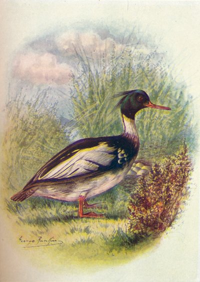 Roodborstzaagbek - Mergus serrator, c1910 door George James Rankin