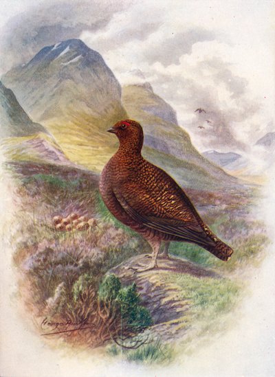 Rode Korhoen - Lagopus scoticus, ca. 1910 door George James Rankin