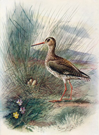 Tureluur - Totanus calidris, c1910 door George James Rankin