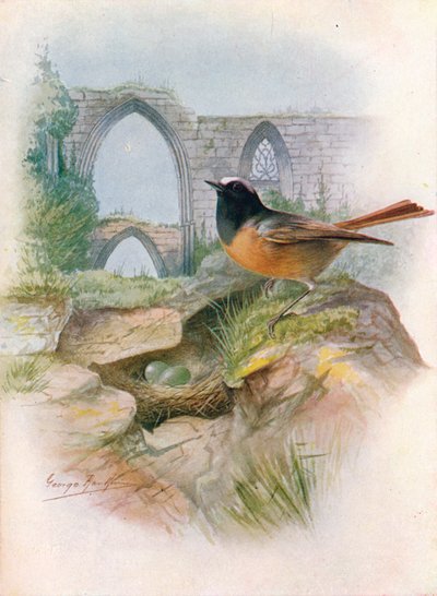 Roodstaart - Ruticilla phoenicurus, ca. 1910 door George James Rankin
