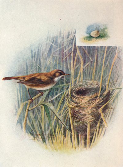 Rietzanger - Acrocephalus streperus, c1910, 1910 door George James Rankin