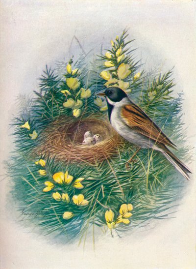 Rietgors - Embriza schoeniclus door George James Rankin