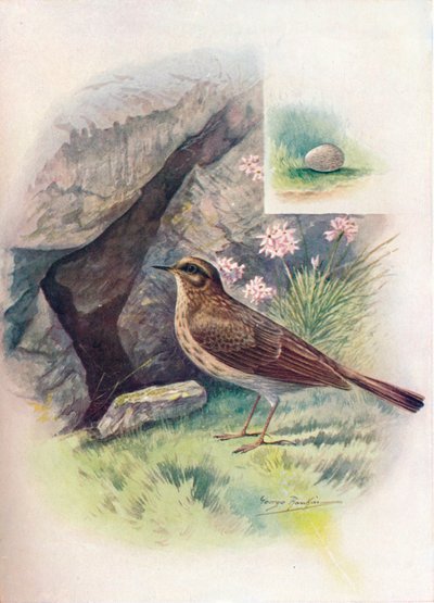 Rots-Pipit - Anthus obscurus, ca. 1910 door George James Rankin