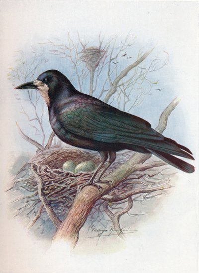 Roek - Corvus frugilegus door George James Rankin