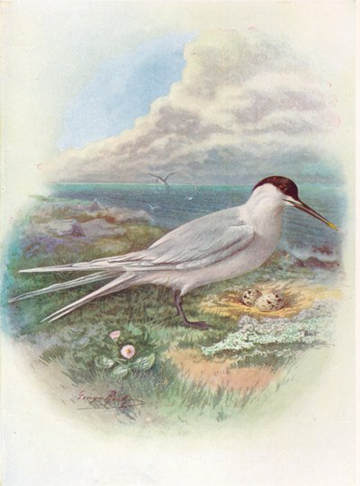 Grote Stern - Sterna cantiaca, ca. 1910, 1910 door George James Rankin