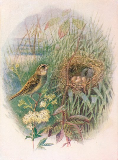 Rietzanger - Acrocephalus phragmitis, ca. 1910 door George James Rankin
