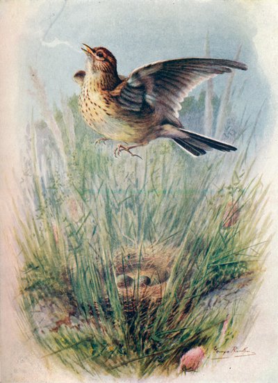 Veldleeuwerik - Alauda arvensis, c1910, 1910 door George James Rankin