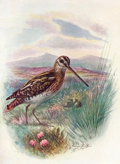 Watersnip - Gallinago coelestis, ca. 1910 door George James Rankin