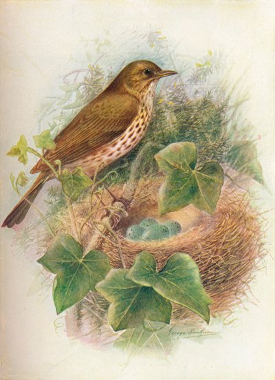 Zanglijster of Mavis - Turdus musicus, ca. 1910 door George James Rankin