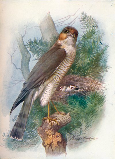 Sperwer - Accipiter nisus, ca. 1910, 1910 door George James Rankin