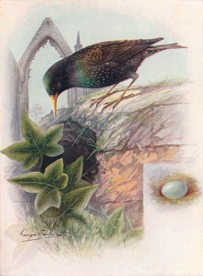 Spreeuw - Sturnus vulgaris, c1910, 1910 door George James Rankin