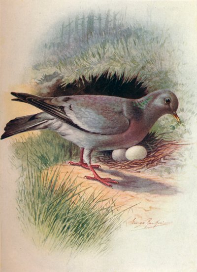 Holenduif - Columba oenas, ca. 1910, 1910 door George James Rankin