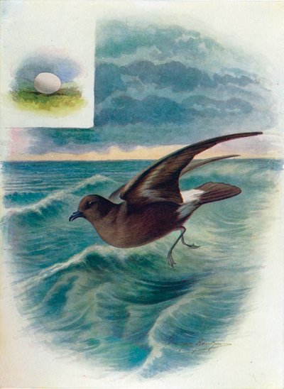 Stormvogel - Procellaria pelagica door George James Rankin