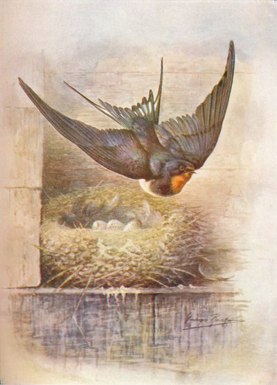 Zwaluw - Hirundo rustica, ca. 1910 door George James Rankin