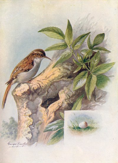 Boomkruiper - Certhia familiaris, ca. 1910 door George James Rankin