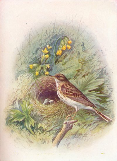 Boompieper - Anthus trivialis, ca. 1910, 1910 door George James Rankin