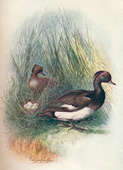 Kuifeend - Fuligula cristata door George James Rankin