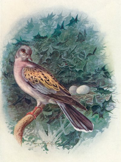 Tortelduif - Turtur communis, ca. 1910 door George James Rankin