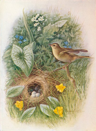 Fitis - Phylloscopus trochilus, ca. 1910 door George James Rankin