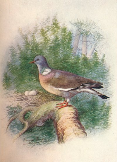 Houtduif of Ringduif - Columba palumbus, ca. 1910 door George James Rankin