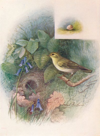 Boszanger - Phylloscopus sibilatrix, ca. 1910 door George James Rankin