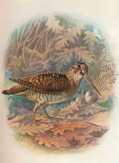 Houtsnip - Scolopax rusticula, ca. 1910 door George James Rankin