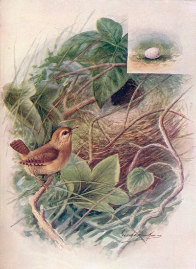 Winterkoning - Troglodytes parvulus, ca. 1910 door George James Rankin
