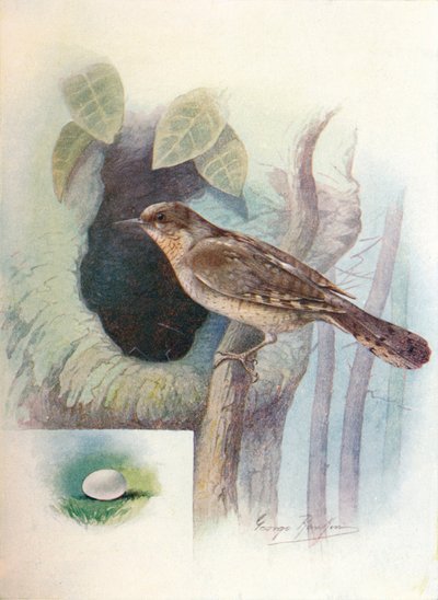 Draaihals - Iynx torquilla, ca 1910, 1910 door George James Rankin