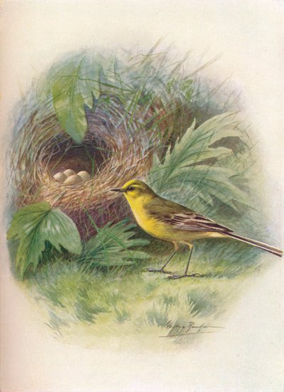 Gele kwikstaart - Motacilla raii door George James Rankin
