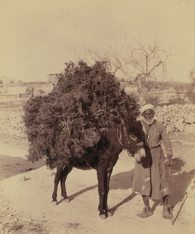Ezel die een lading wortels en takken voor brandstof draagt, Palestina, c.1900 door Bartolome Esteban and studio Murillo
