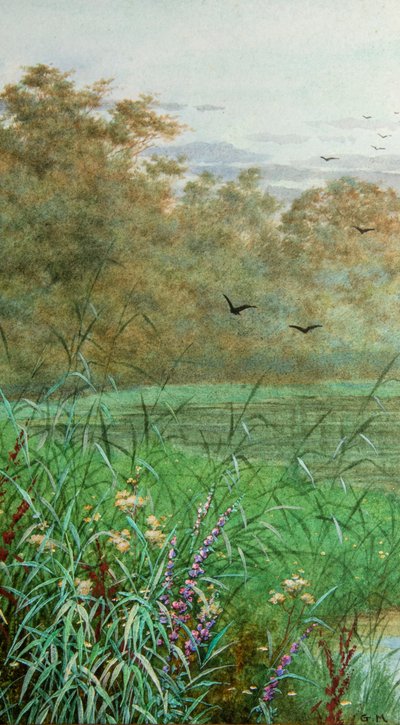 Zomer door George Marks