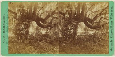 [Live Oaks, Magnolia Cemetery]. door George N. Barnard
