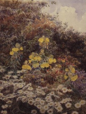 Avondprimula