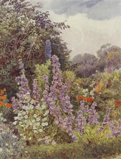 Paarse Campanula door George Samuel Elgood