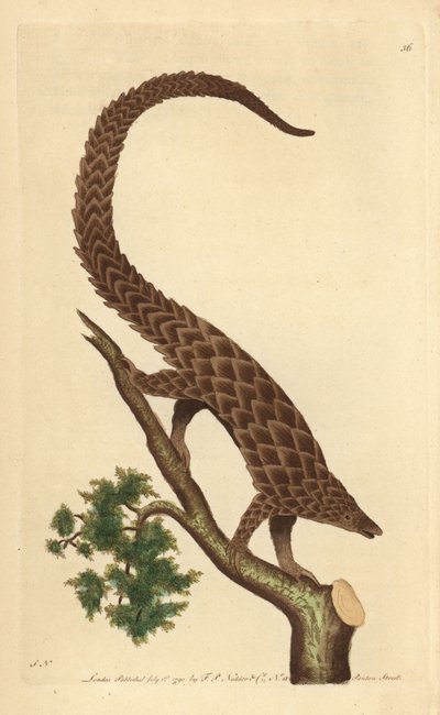Vierteenmanis, Langstaartpangolin of Zwartbuikpangolin, uit 