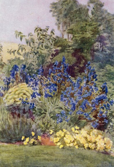 Anchusa Italica Dropmore-variëteit, de Dropmore Alkanet, met Clematis recta en Violen door George Soper