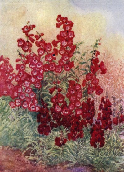 Pentstemons, Antirrhinums en Heuchera Brizoides door George Soper