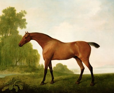 Een Bruine Volbloed in een Landschap door George Stubbs