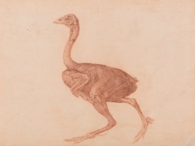 Een vergelijkende anatomische uiteenzetting van de structuur van het menselijk lichaam met dat van een tijger en een hoen: Dorking Hen, zijaanzicht door George Stubbs
