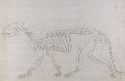 Een vergelijkende anatomische uiteenzetting van de structuur van het menselijk lichaam met dat van een tijger en een hoender: Tijgerskelet, zijaanzicht door George Stubbs